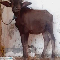 گاو یا گوساله گاومیش جنس درجه یک شیری|حیوانات مزرعه|اهواز, الهائی|دیوار