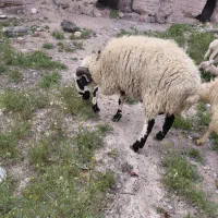 حیوانات مزرعه