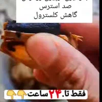 درمان قطعی چاقی واضافه وزن درکمترین زمان وزن کم کن|خوردنی و آشامیدنی|مینودشت, |دیوار