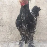 خروس کاکلی پاپر|حیوانات مزرعه|لنجان, |دیوار