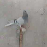 سوسنی دم سفید ماده