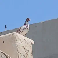کفتر گره