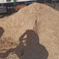 فروش کاه  گندم درجه یک دیم ،ابی