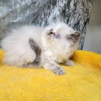 پرشین هیمالین|گربه|رامسر, |دیوار