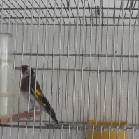 سهره|پرنده|نیشابور, شهرک فرهنگیان|دیوار