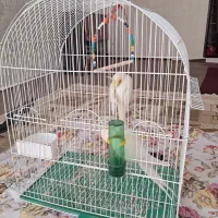 عروس هلندی