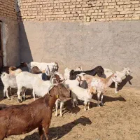 ۱۶ عدد بز پاکستانی شیرا بدرد بخور|حیوانات مزرعه|نطنز, |دیوار