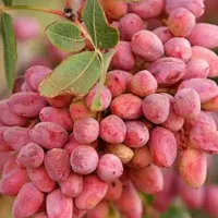 با کمترین هزینه محصولت رو چند برابر کن