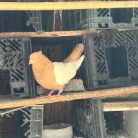 کبوتر سینه زرد آک