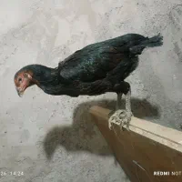 خروس ومرغ لاری|حیوانات مزرعه|قم, ولیعصر|دیوار