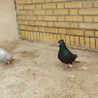 جفت دم سفید