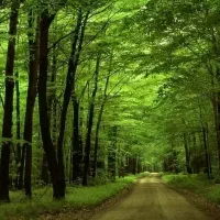 تور یک روزه شمال جنگل و ساحل گیسوم آبشار ویسادار