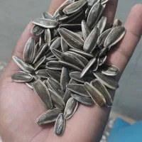 تخمه و خشکبار