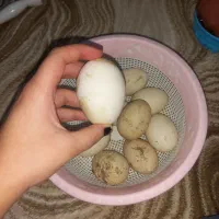 تخم اوردک روسی به شرط نطفه