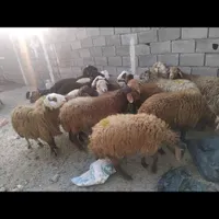 بره نر و ماده فروشی فوری|حیوانات مزرعه|تهران, افسریه|دیوار