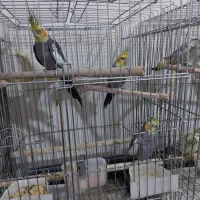 تعدادی عروس هلندی جفتی ۲میلیون|پرنده|تهران, پونک|دیوار