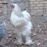 تخم مرغ نطفه دار برهما