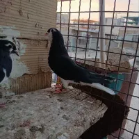 کبوتر رنگه  ساده طوقی کله