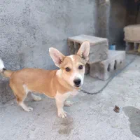 سگ پا کوتاه