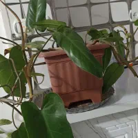 گل و گیاه|گل و گیاه طبیعی|تربت جام, شیخ احمد جامی|دیوار