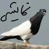 کبوتر کله دمبی سیاه گم شده (اندیمشک)