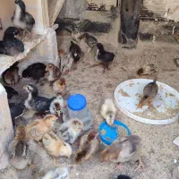 جوجه گلپایگان ۱۱ روزه