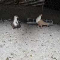 فروش دو عدد ریش ماده خوشگل