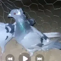 جفت سبز کاگلی