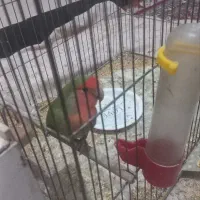 جفت طوطی برزیلی مولد|پرنده|شوشتر, |دیوار