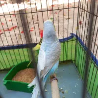یک جفت مرغ عشق مولدباسه جوجه
