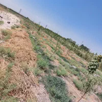 فروش ۷۰۰۰متر زمین کشاورزی و۵ساعت اب اول جاده کلات|فروش دفتر صنعتی، کشاورزی، تجاری|مشهد, کاظم آباد پنجشنبه|دیوار