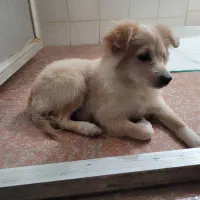 اشپیتز 3تا4ماهه نروماده|سگ|بهبهان, |دیوار