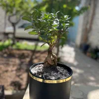 پتوس و بونسای