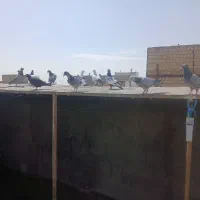 ماده هوایی زدوخورد