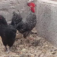 خروس پیت راک