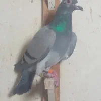 کفتر پرشی و جفتگاه