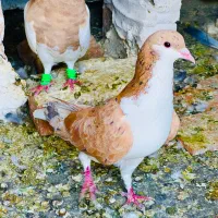 کبوتر ساده هفترنگ زرد،ریش زرد ،کارل میلیونز زرد
