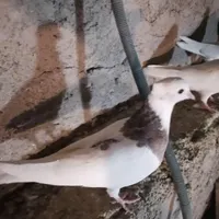 کفتر طوقی و خروس|پرنده|نجف‌آباد, گلدشت|دیوار