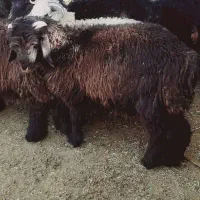 یک راس بره نر کلیو ۳۶۰