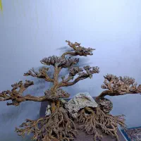درختچه های مینیاتوری آکواریوم