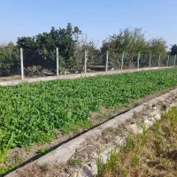 فروش اسفناج تازه چین عمده|خوردنی و آشامیدنی|ارطه, |دیوار