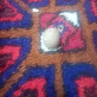 سنگ ارزش دار|جواهرات|نجفآباد, حومه نجف آباد|دیوار