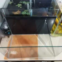 اکواریوم خم دیاموند|ماهی|ارومیه, |دیوار