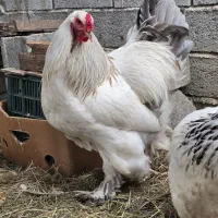 فروش و معاوضه خروس برهما