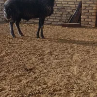 باسلام یه شیشک قوچ دلبر سبز کبود بره پارسال هستش|حیوانات مزرعه|اراک, |دیوار