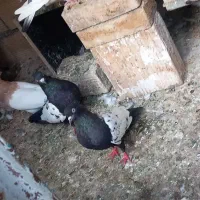 کفتر.