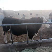 گوساله نر سرک دار