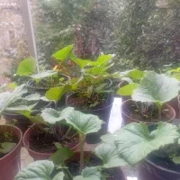 فروش گل سینره (بایرام گلی )|گل و گیاه طبیعی|چوبر, |دیوار