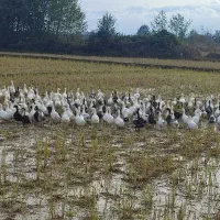 اوردک‌پکنی‌گوشتی‌‌