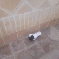 کفترطوقی ماده.وبچه کفتر کاکلی فر پرشی